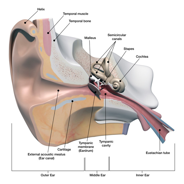 Diagram of An Ear