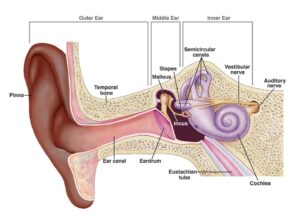 Diagram of the ear anatomy
