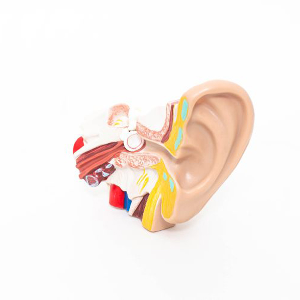 Conductive Hearing Loss in Naples & Estero FL